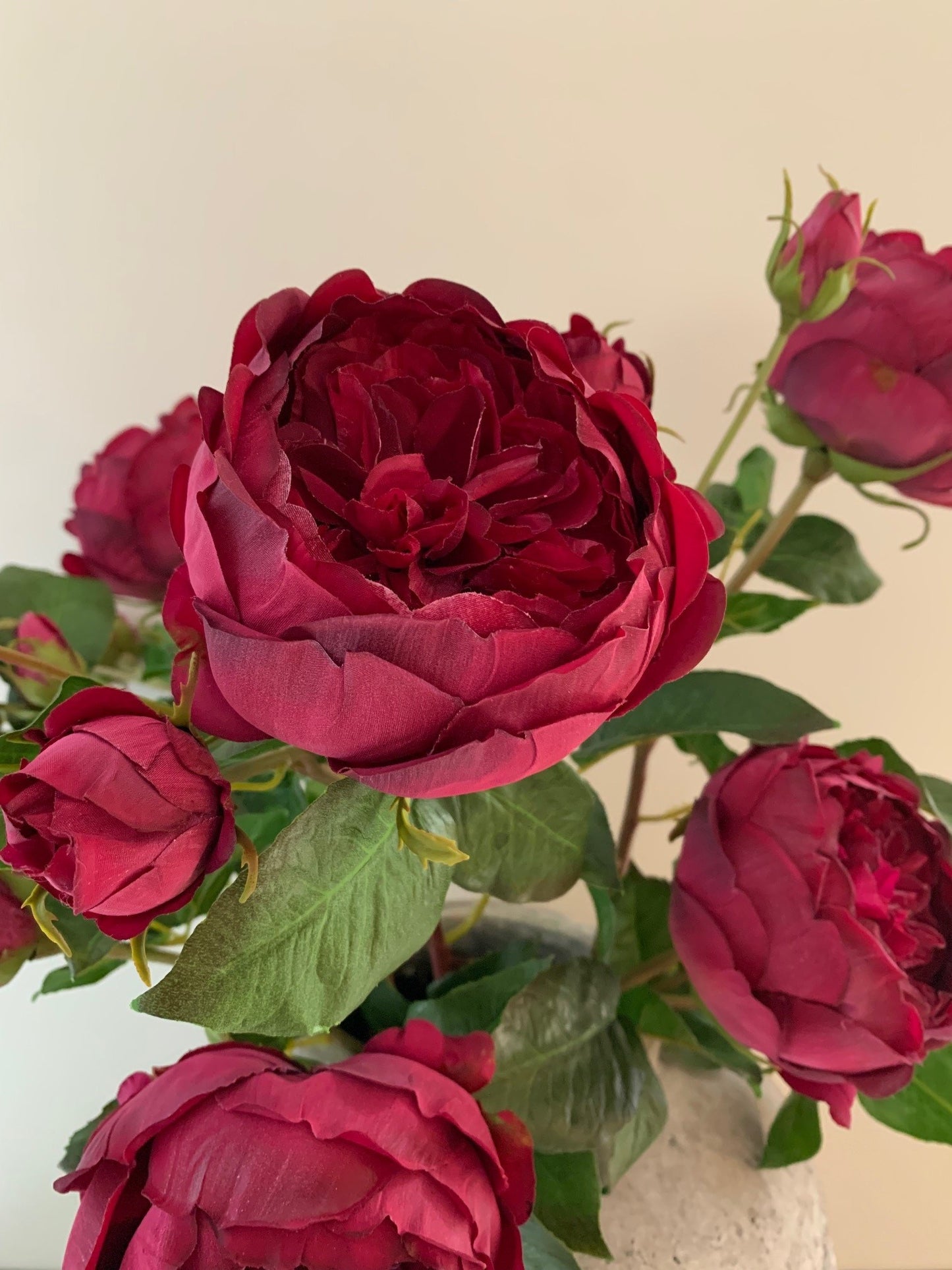 Burgundy English Rose