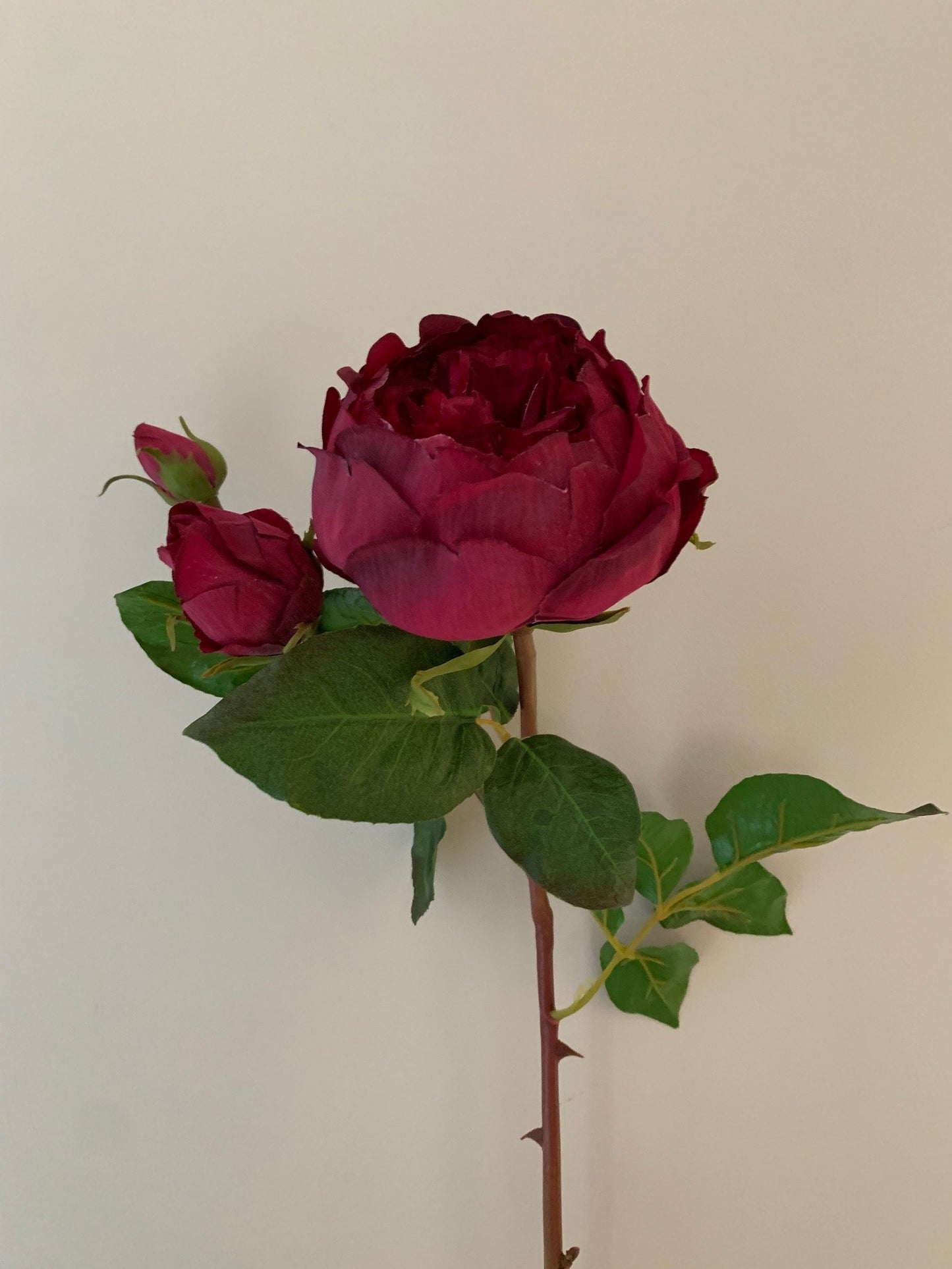 Burgundy English Rose