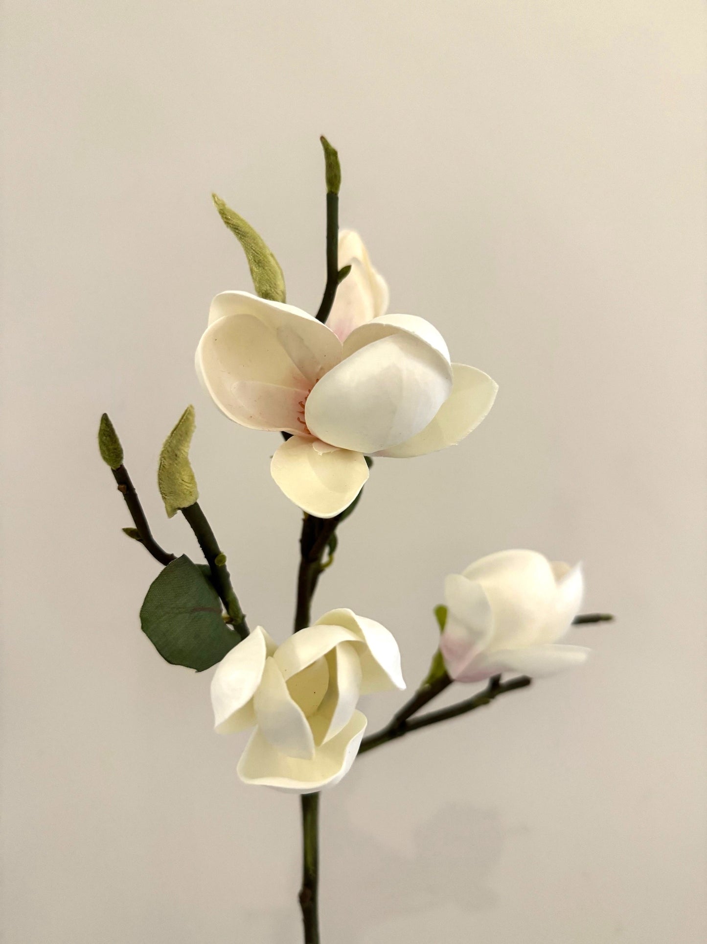 White Magnolia Branch